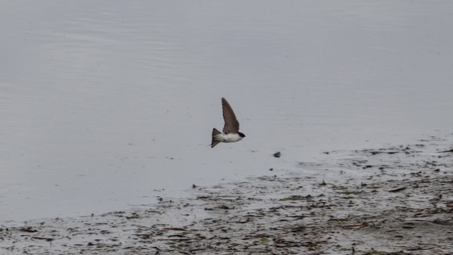 Diving swallow #4