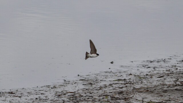 Diving swallow #4