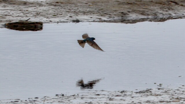 Diving swallow #5