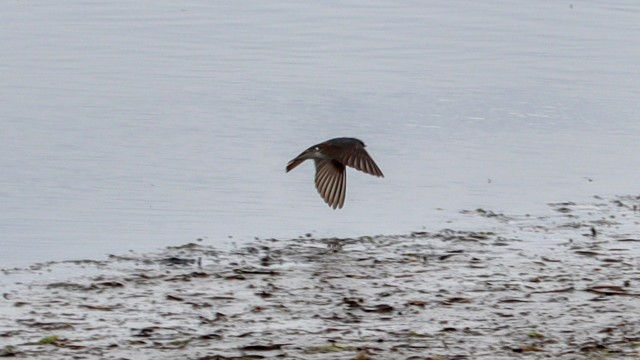 Diving swallow #6 to complete the set