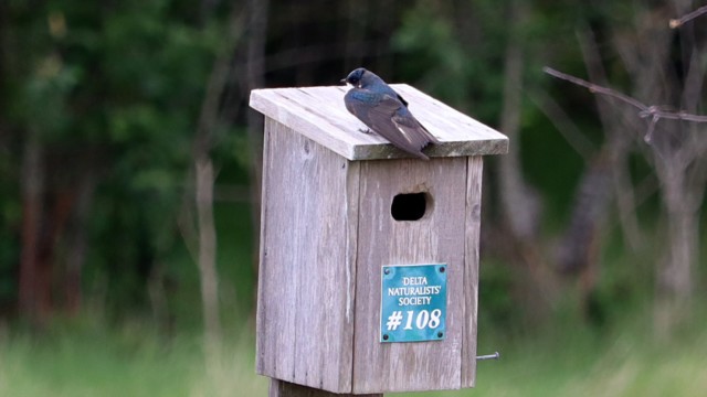 Tree swallow, hanging out on the roof of his home