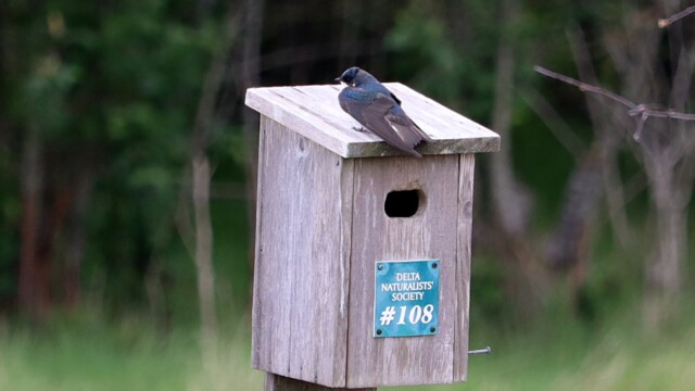 Tree swallow, hanging out on the roof of his home