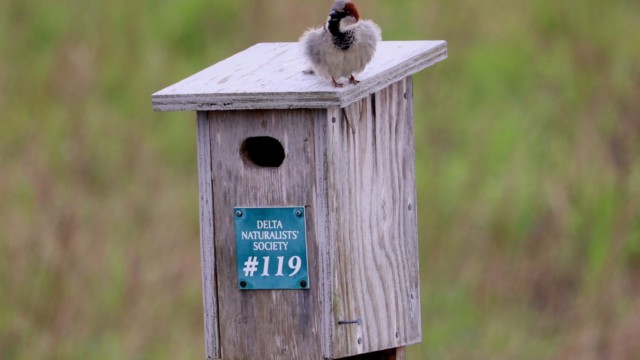 Poofy house sparrow declaring victory on ownership of the bird box