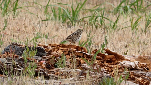 Savannah sparrow on a log