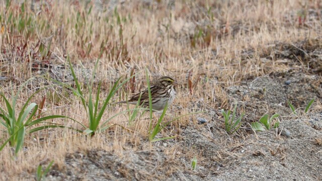 Savannah sparrow on the beach