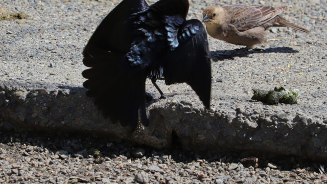 Male cowbird still trying to woo the lady.