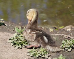 Young duck snoozing in the sun