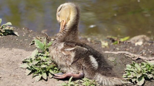 Snoozing in the sun Young duck snoozing in the sun