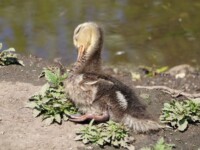 Young duck snoozing in the sun