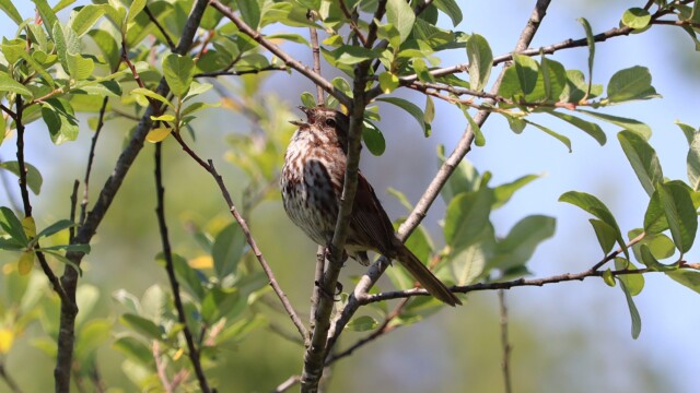 Song sparrow auditioning Song sparrow singing in a tree