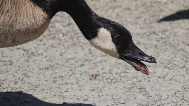 Canada goose doing...something Canada goose being weird