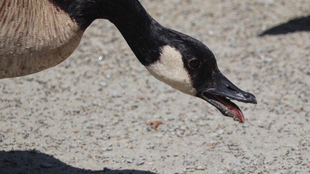 Canada goose doing...something Canada goose being weird