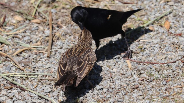 Male blackbird bringing a female blackbird a treat. He did this repeatedly. Blackbird couple