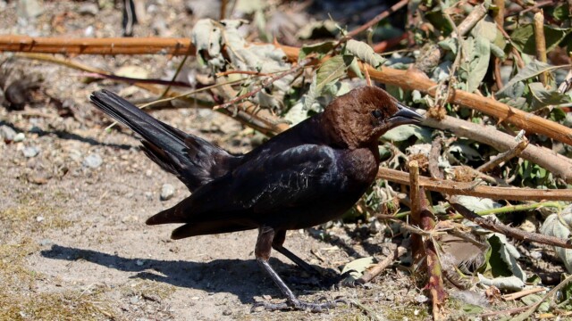 Cowbird with bent tail feathers. Cowbird with bent tail feathers.