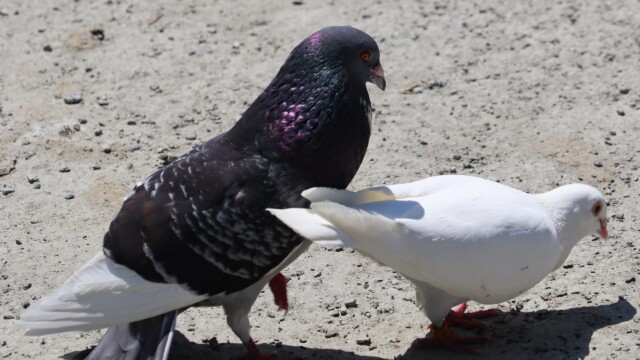 Male pigeon macking on an albino pigeon Male pigeon macking on an albino pigeon