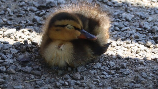 Baby duck sleeping in the shade of a bench. Baby duck sleeping in the shade of a bench.