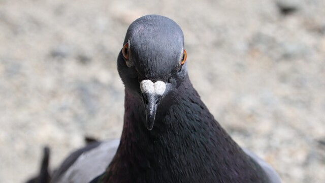 Pigeon with a "Whatchoo talkin' 'bout?" look Pigeon with a "Whatchoo talkin' 'bout?" look