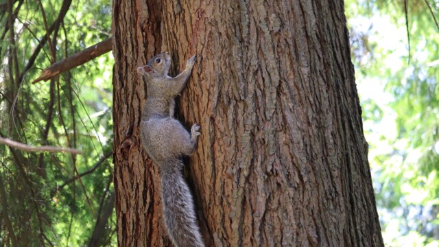 Squirrel on a tree Squirrel on a tree