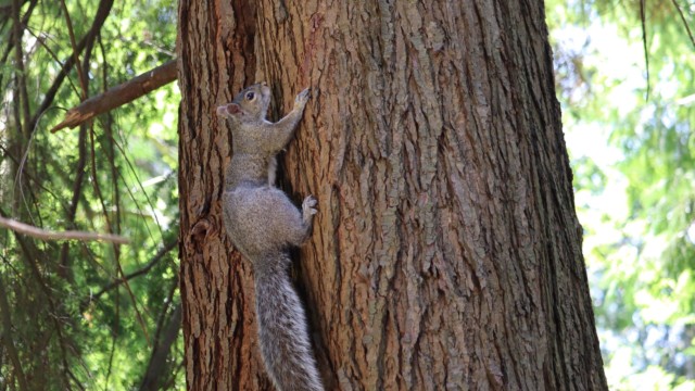 Squirrel on a tree Squirrel on a tree