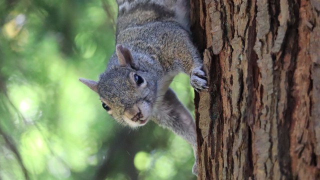 Squirrel on tree, giving me the eye Squirrel on tree, giving me the eye