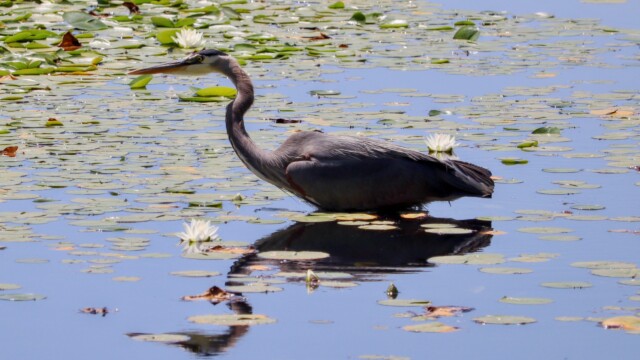 Great blue heron stalking the lake Great blue heron stalking the lake