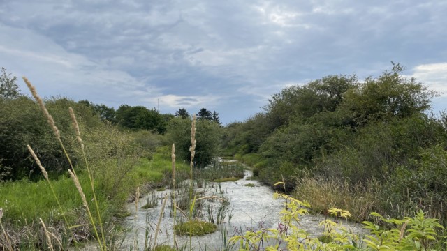 One of the boggier parts of Reifel Bird Sanctuary One of the boggier parts of Reifel Bird Sanctuary