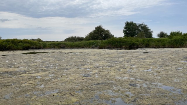 The weather this spring has led to some extreme algae growth on some ponds The weather this spring has led to some extreme algae growth on some ponds
