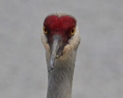 Sandhill crane