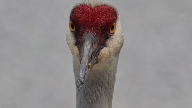 Sandhill crane staring contest Sandhill crane