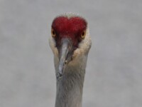 Sandhill crane