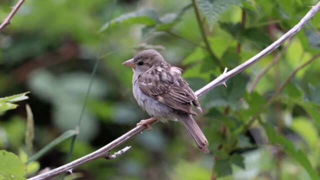 Female house sparrow on a branch Female house sparrow on a branch