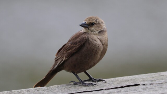 Female cowbird Female cowbird