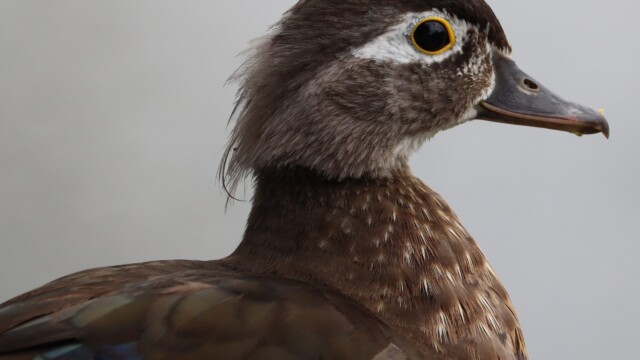 Female wood duck in profile Female wood duck in profile