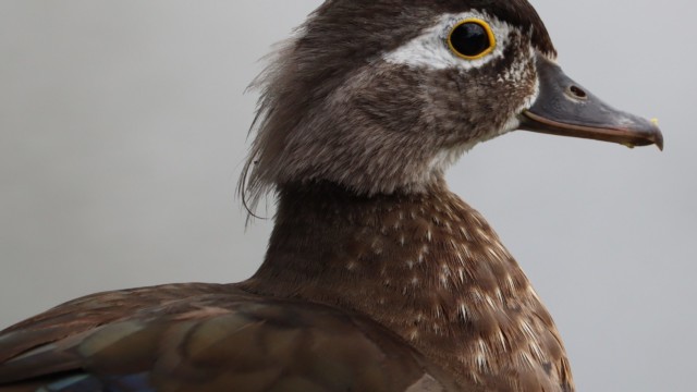 Female wood duck in profile Female wood duck in profile