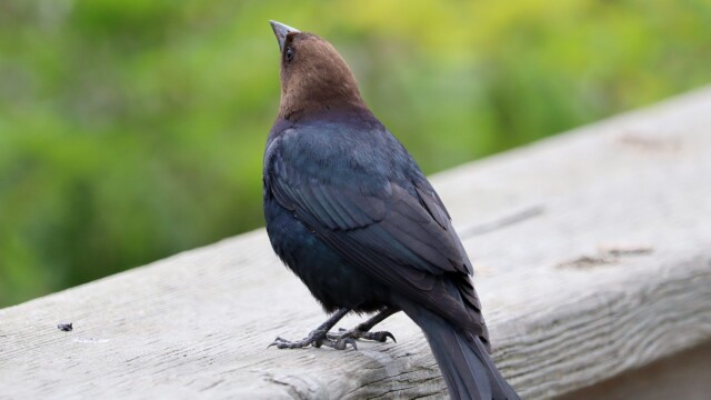 Cowbird Cowbird