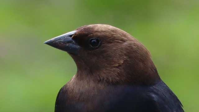 Cowbird close-up Cowbird close-up