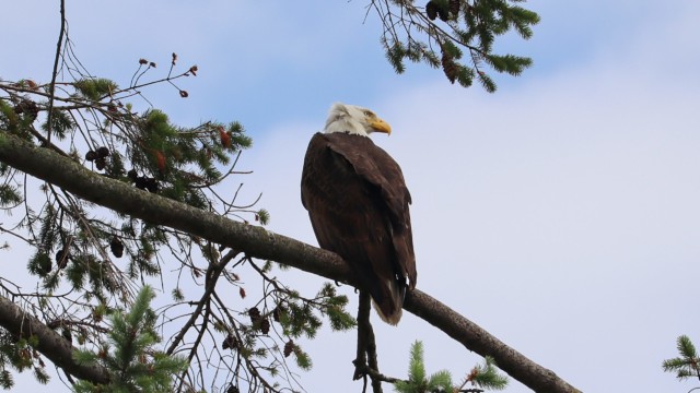 A majestic bald eagle A majestic bald eagle