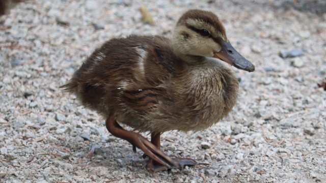 Baby duck on the march Baby duck on the march
