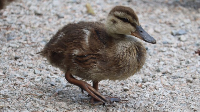 Baby duck on the march Baby duck on the march