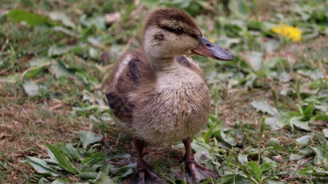 Duckling posing Duckling posing