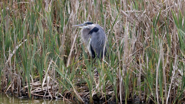 Great blue heron keeping vigil Great blue heron keeping vigil