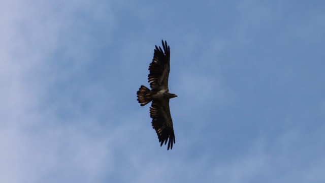 Juvenile bald eagle soaring overhead Juvenile bald eagle soaring overhead