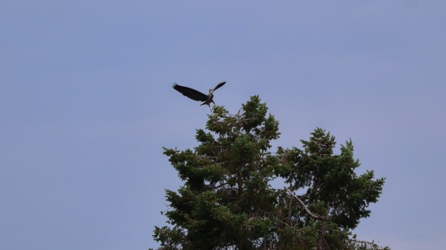 Greta blue heron landing on top of a tree Greta blue heron landing on top of a tree