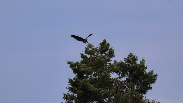 Greta blue heron landing on top of a tree Greta blue heron landing on top of a tree