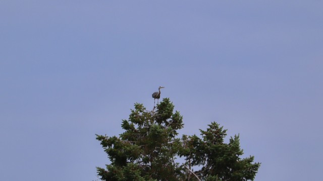 Great blue heron perched on a treetop Great blue heron perched on a treetop