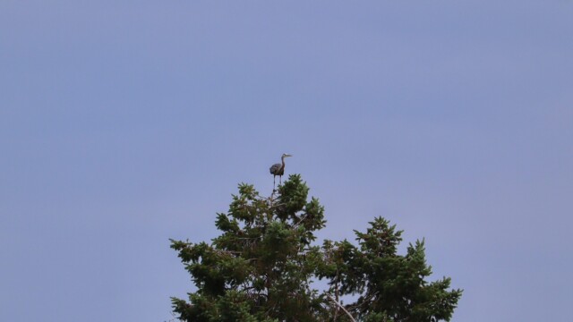 Great blue heron perched on a treetop Great blue heron perched on a treetop