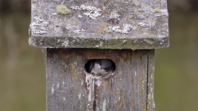 Swallow at the front door of its house Swallow at the front door of its house