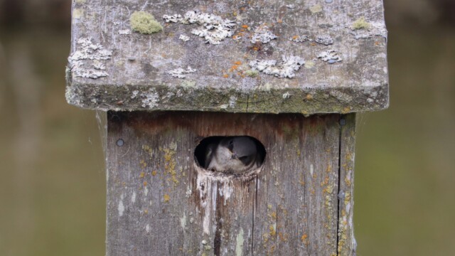 Swallow at the front door of its house Swallow at the front door of its house