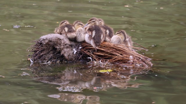 A tiny island of incredibly cute sleeping ducklings, with mother nearby A tiny island of incredibly cute sleeping ducklings, with mother nearby