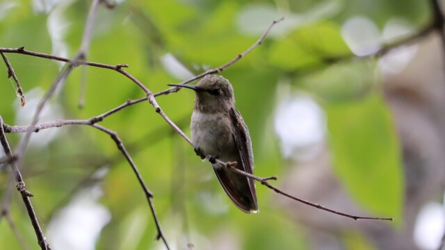 Anna's hummingbird sitting still for a few moments Anna's hummingbird sitting still for a few moments